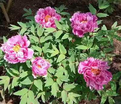 東長谷寺　薬王院の自然