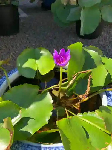上行寺(静岡県)