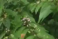 大國主神社の自然