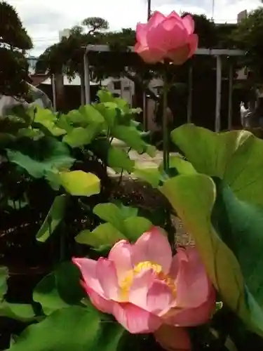 長善寺(東京都)