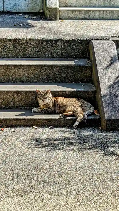 白金氷川神社の動物