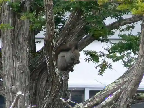 留辺蘂神社の動物
