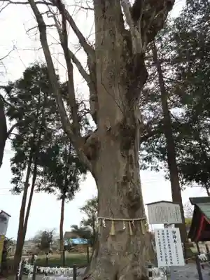 薬師寺八幡宮(栃木県)