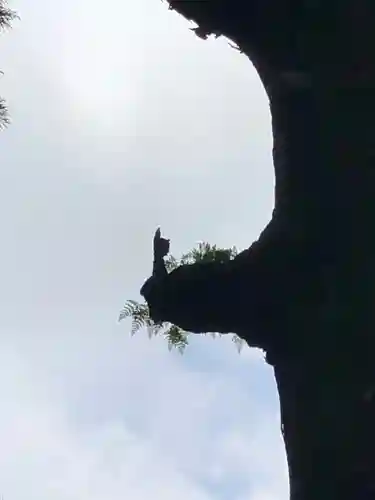 霧島神宮の自然