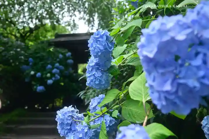 明月院(神奈川県)