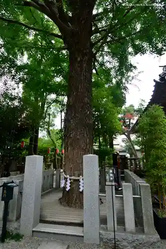 田無神社の自然