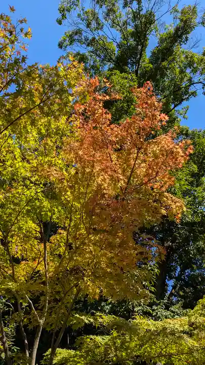 光明寺(粟生光明寺)(京都府)