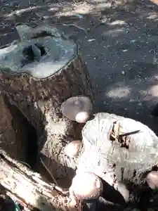 白山神社の庭園(2020年10月29日(木) 15時49分54秒投稿)