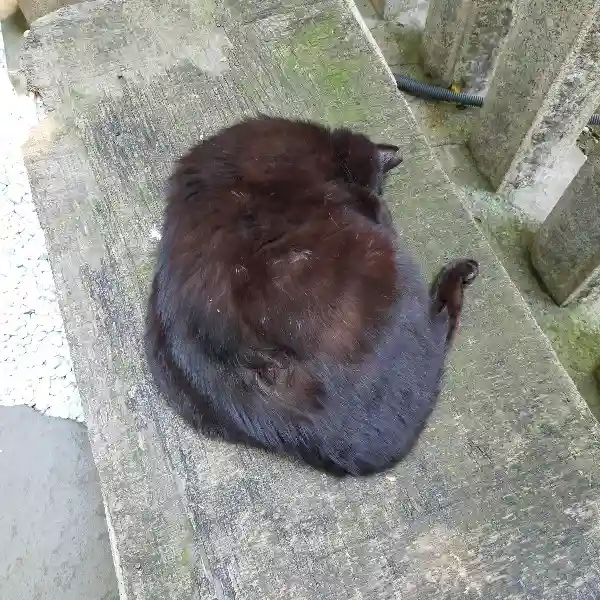 小野照崎神社(東京都)
