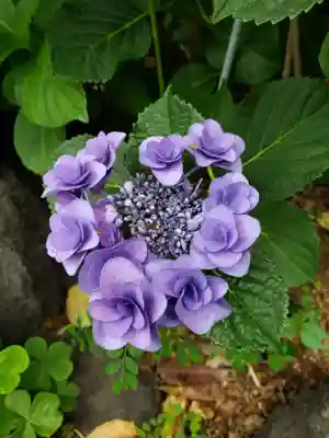 常泉院(東京都)