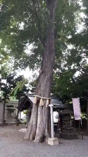 札幌諏訪神社の自然