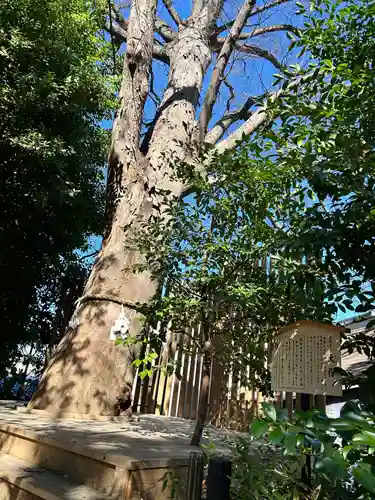 鎮守氷川神社(埼玉県)