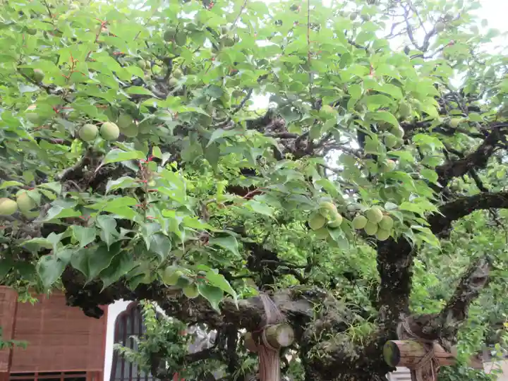 高松寺(神奈川県)
