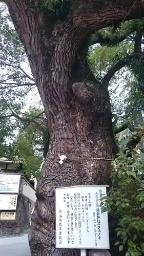 湯前神社の自然