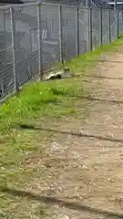 軽之神社の動物