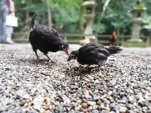 石上神宮の動物