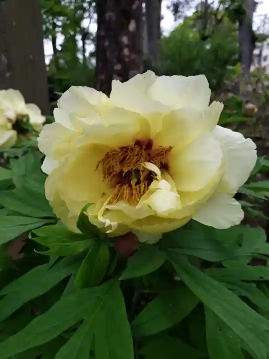 妙法寺(東京都)