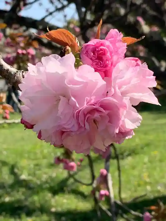 白雲神社(京都府)