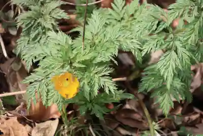 三渡神社の自然