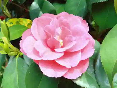 椿宮神明社(愛知県)