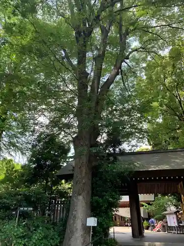 阿佐ヶ谷神明宮の自然