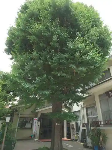 千住本氷川神社の自然