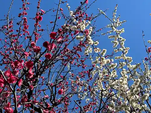 新井天神北野神社(東京都)