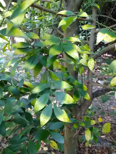木華佐久耶比咩神社の自然