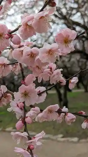 北野天満宮(京都府)