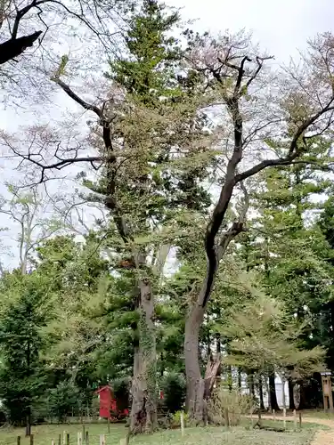 神炊館神社 ⁂奥州須賀川総鎮守⁂の自然