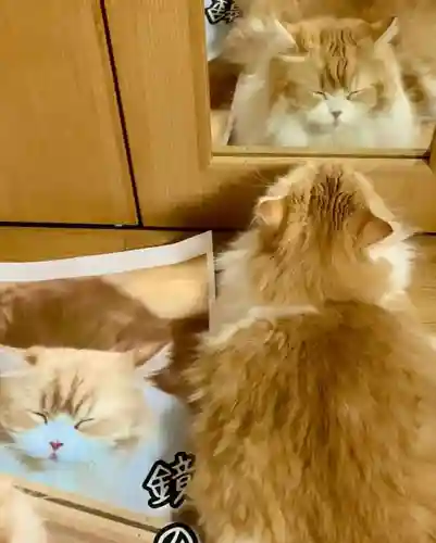 西教寺（下松駅徒歩５分）の動物