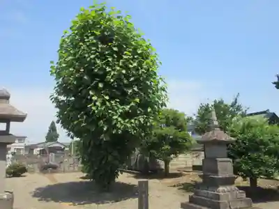 来福寺(埼玉県)