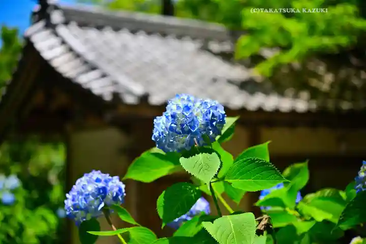 明月院(神奈川県)