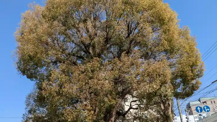 阿沼美神社の自然