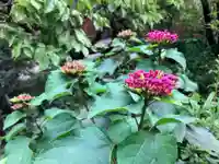 大巧寺(神奈川県)