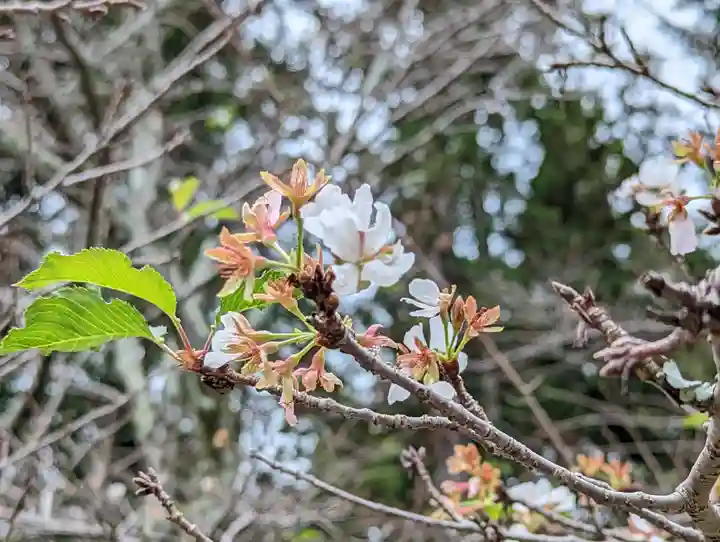醍醐寺(京都府)
