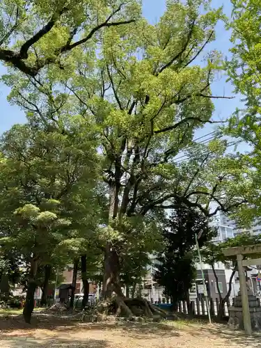 六所社（金城町）の自然