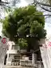 鳥越神社の自然