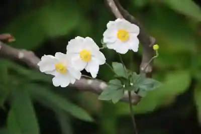 豊景神社の庭園