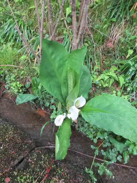 青龍山 吉祥寺の自然