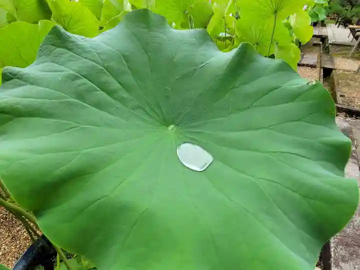 法金剛院の自然