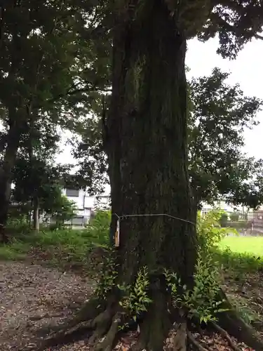 神戸神社の自然