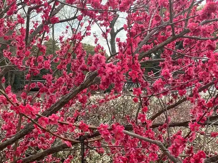 北野天満宮(京都府)