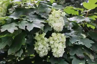 高幡不動尊　金剛寺(東京都)
