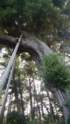 湫尾神社の自然