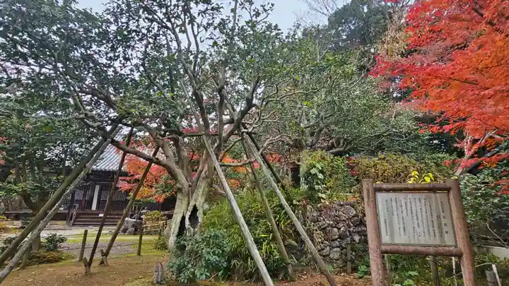 白毫寺(奈良県)