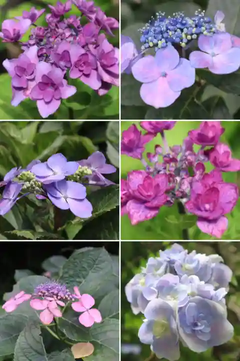 高幡不動尊 金剛寺(東京都)