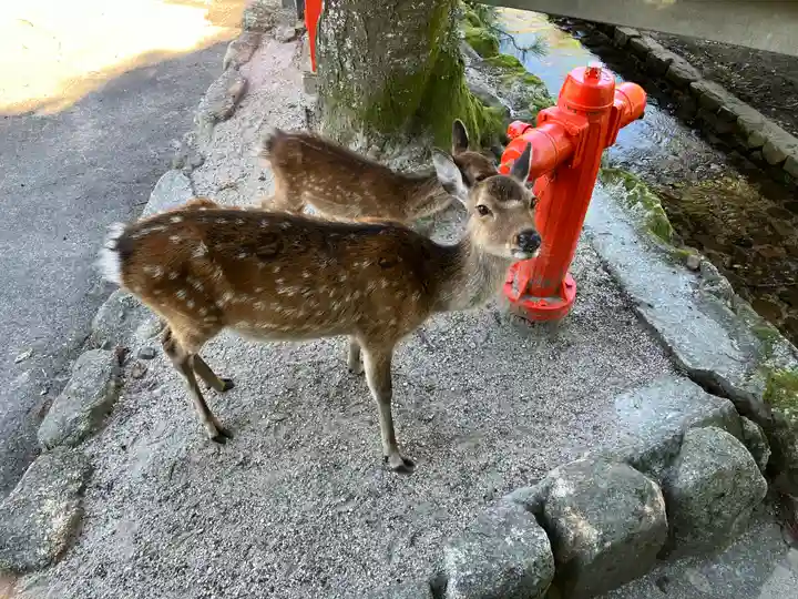 厳島神社(広島県)