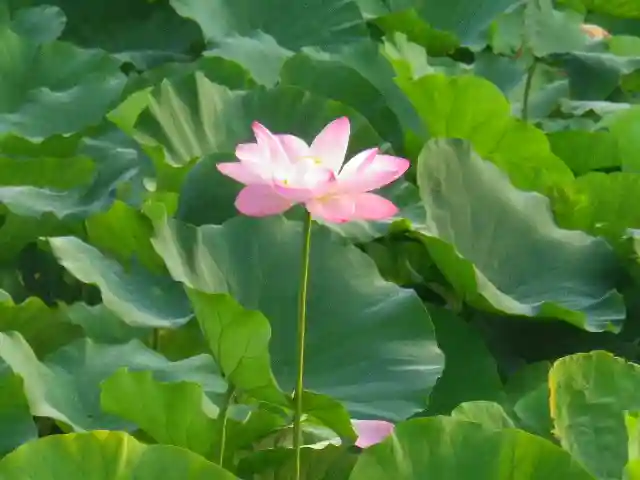鶴岡八幡宮の自然
