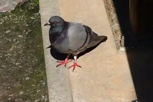 伊勢神宮内宮（皇大神宮）の動物